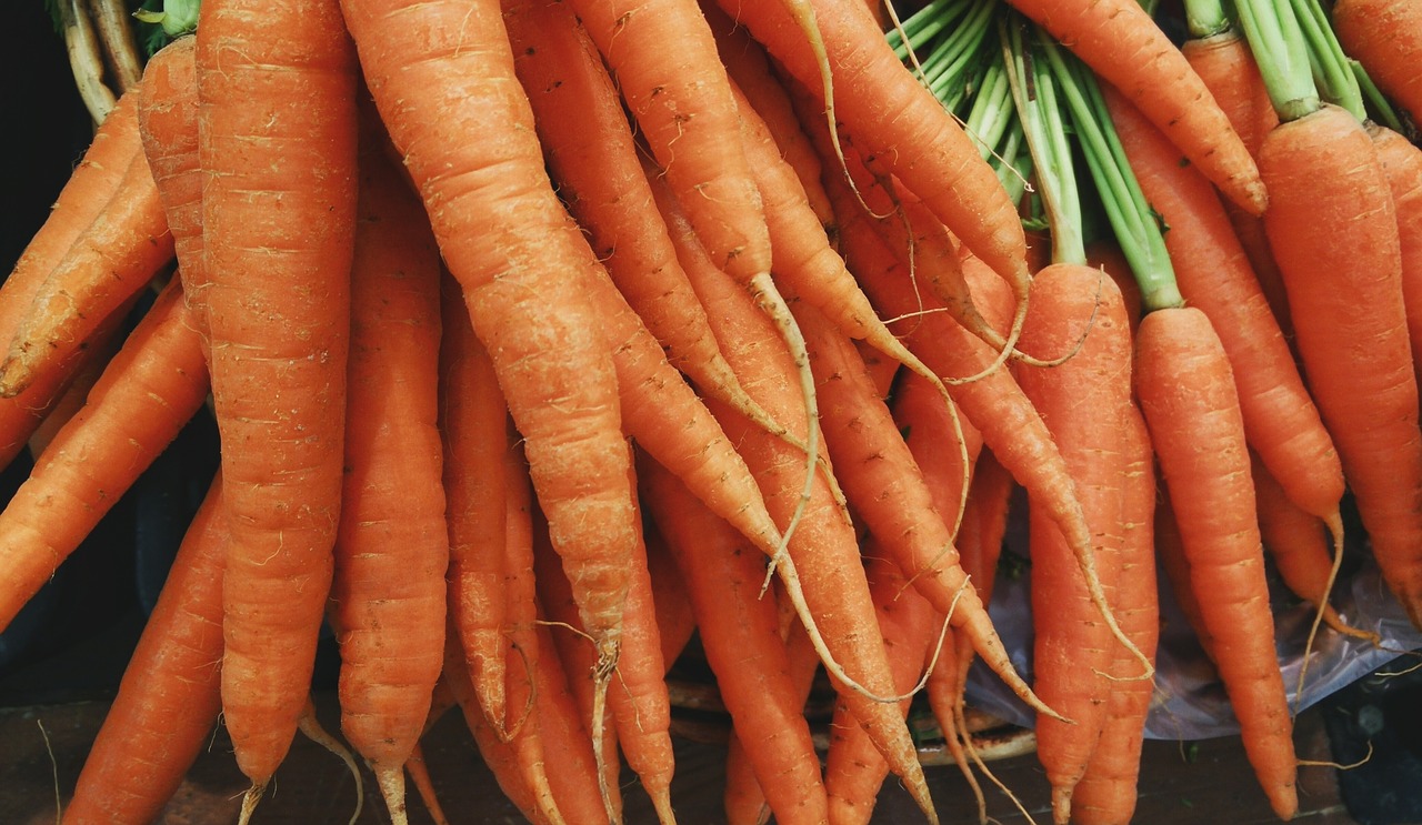 machine agricole récolte de carottes