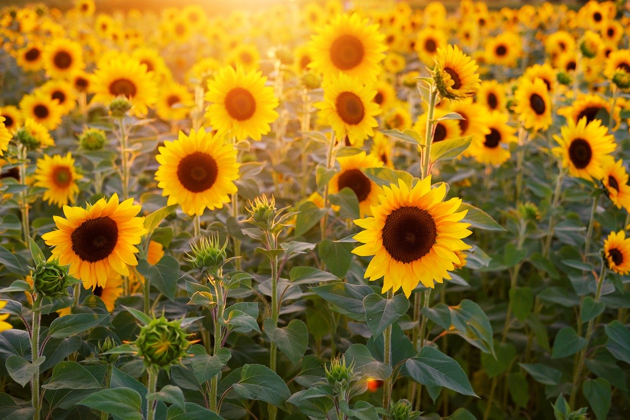 location de matériel agricole pour la récolte de tournesols